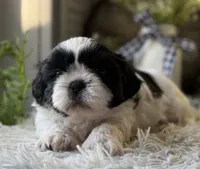 Octavia, a female Shih Tzu for sale in Bloomfield, IA – Photo 3 of 8