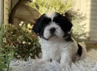 Octavia, a female Shih Tzu for sale in Bloomfield, IA – Photo 6 of 8