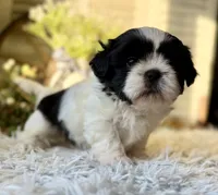 Octavia, a female Shih Tzu for sale in Bloomfield, IA – Photo 8 of 8