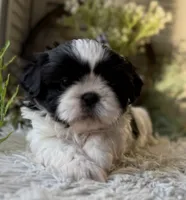 Octavia, a female Shih Tzu for sale in Bloomfield, IA – Photo 1 of 8