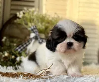 Octavia, a female Shih Tzu for sale in Bloomfield, IA – Photo 7 of 8