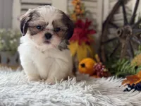 Bryson, a male Shih Tzu for sale in Bloomfield, IA – 6 of 6