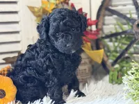 Charlie, a male Poodle - Miniature  for sale in Bloomfield, IA – 2 of 9
