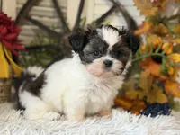 Becky, a female Shih Tzu for sale in Bloomfield, IA – 7 of 10