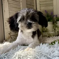 Percy, a male Shihpoo for sale in Bloomfield, IA – 2 of 4