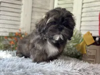 Yuma, a male Shih Tzu for sale in Bloomfield, IA – 3 of 6