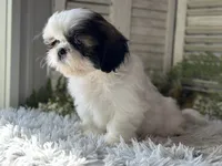 Chopper, a male Shih Tzu for sale in Bloomfield, IA – 4 of 7