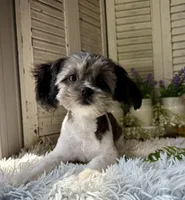 Percy, a male Shihpoo for sale in Bloomfield, IA – 3 of 4