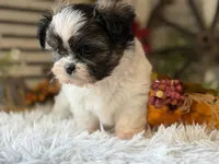 Becky, a female Shih Tzu for sale in Bloomfield, IA – 4 of 10