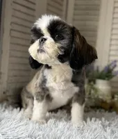 Cupid, a male Shih Tzu for sale in Bloomfield, IA – 4 of 5