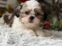 Bryson, a male Shih Tzu for sale in Bloomfield, IA – 3 of 6