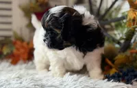Flower, a female Shihpoo for sale in Bloomfield, IA – 2 of 9