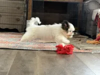 Chopper, a male Shih Tzu for sale in Bloomfield, IA – 4 of 4