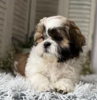 Butters, a male Shih Tzu for sale in Bloomfield, IA – 2 of 4