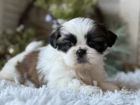 Audrey, a female Shih Tzu for sale in Bloomfield, IA – Photo 7 of 7