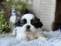 Audrey, a female Shih Tzu for sale in Bloomfield, IA – Photo 2 of 7