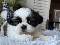 Audrey, a female Shih Tzu for sale in Bloomfield, IA – Photo 5 of 7