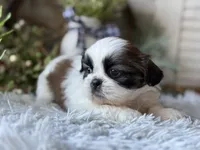 Audrey, a female Shih Tzu for sale in Bloomfield, IA – Photo 6 of 7