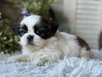 Audrey, a female Shih Tzu for sale in Bloomfield, IA – Photo 4 of 7