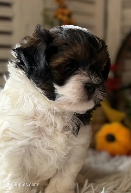 Flower – Shihpoo puppy for sale in Bloomfield, IA