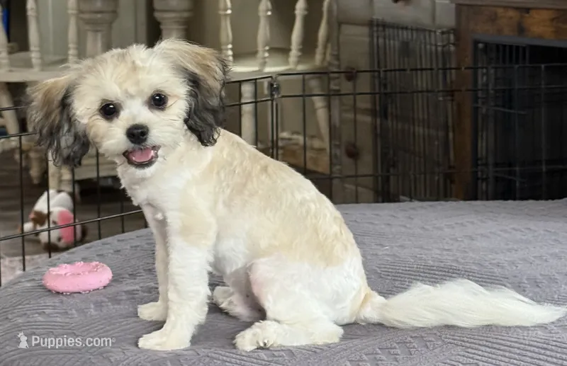 Meeko, a male Shihpoo for sale in Bloomfield, IA – 1 of 2