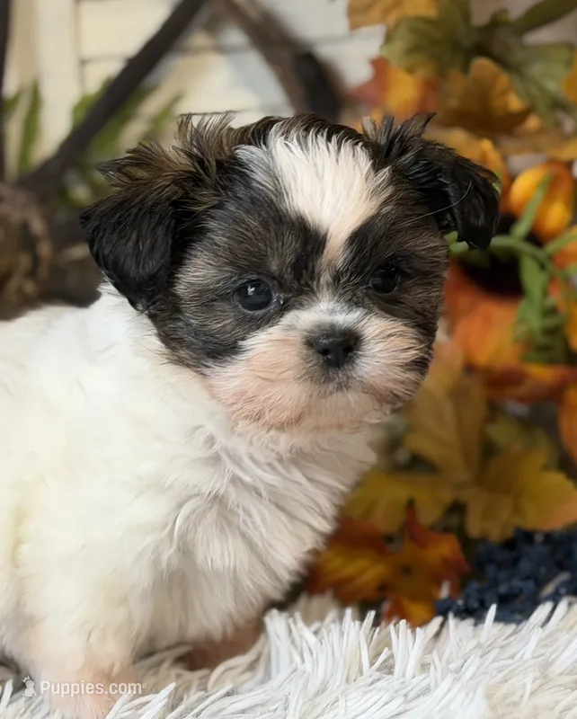 Becky – Shih Tzu puppy for sale in Bloomfield, IA