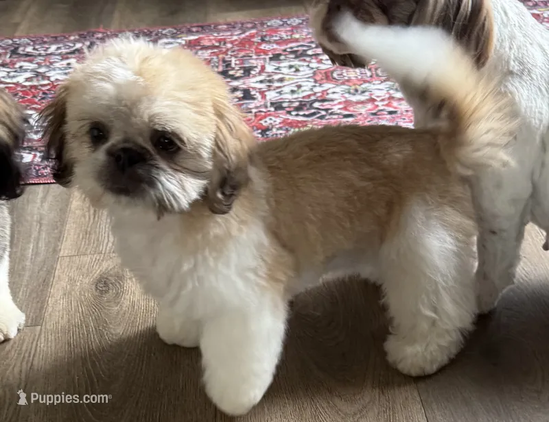 Mark – Shih Tzu puppy for sale in Bloomfield, IA