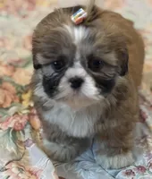 Amore, a female Shih Tzu for sale in Goshen, NY – Photo 4 of 6