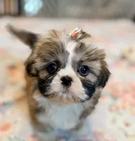 Amore, a female Shih Tzu for sale in Goshen, NY – Photo 2 of 6