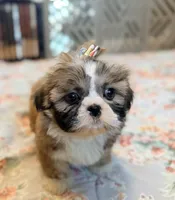 Amore, a female Shih Tzu for sale in Goshen, NY – Photo 3 of 6