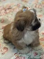 Amore, a female Shih Tzu for sale in Goshen, NY – Photo 5 of 6