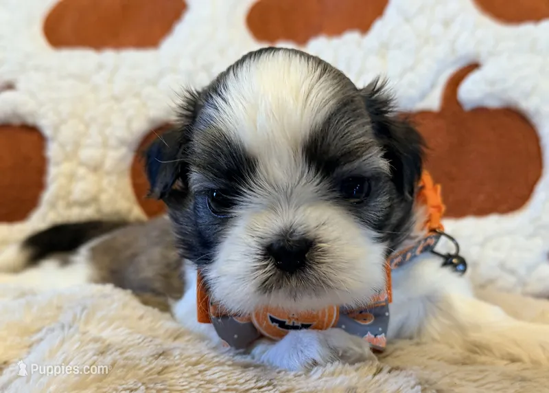 Jack – Shih Tzu puppy for sale in Goshen, NY