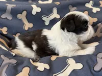 Piglet, a male Shih Tzu for sale in Goshen, NY – 2 of 2