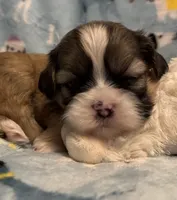 Romeo, a male Shih Tzu for sale in Goshen, NY – Photo 1 of 3