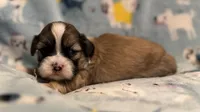 Romeo, a male Shih Tzu for sale in Goshen, NY – Photo 2 of 3