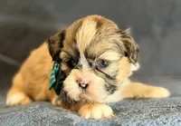 Romeo, a male Shih Tzu for sale in Goshen, NY – Photo 3 of 3