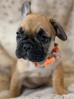 Pumpkin, a female French Bulldog for sale in Goshen, NY – 5 of 7