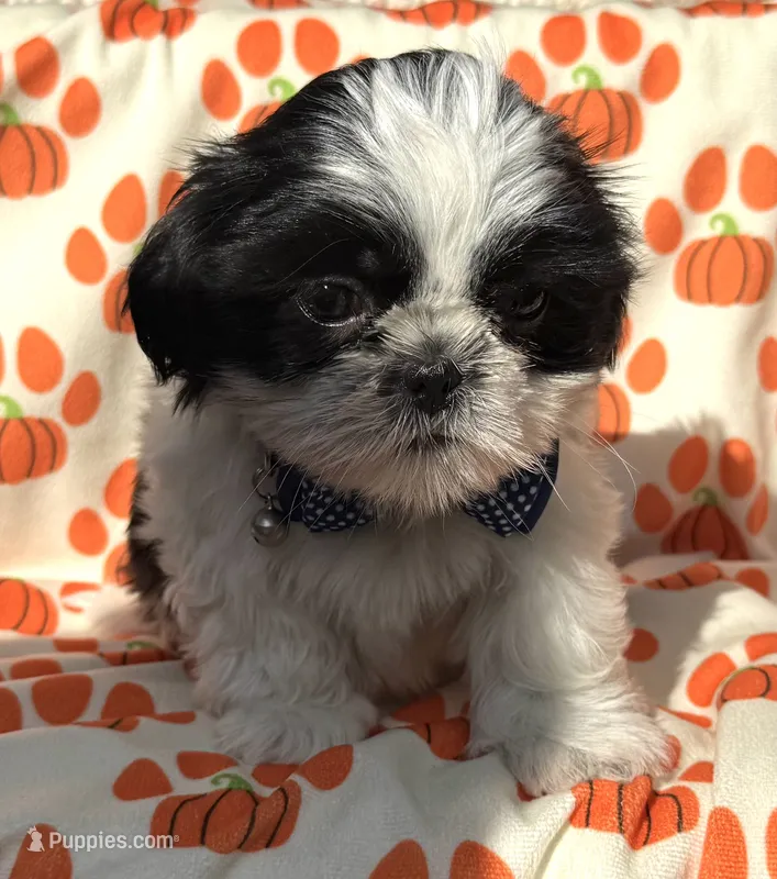 Piglet – Shih Tzu puppy for sale in Goshen, NY