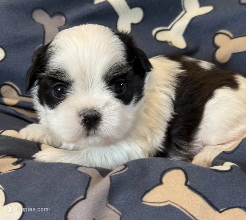 Piglet – Shih Tzu puppy for sale in Goshen, NY