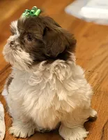 Fiona, a female Shih Tzu for sale in Goshen, NY – Photo 2 of 8