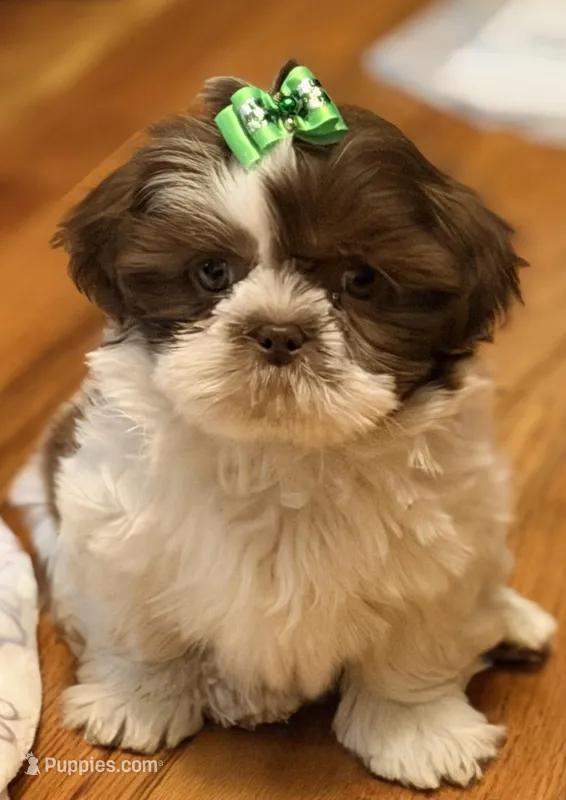Fiona, a female Shih Tzu for sale in Goshen, NY – Photo 1 of 8