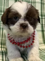 Fiona, a female Shih Tzu for sale in Goshen, NY – Photo 4 of 8