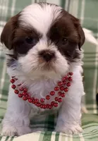 Fiona, a female Shih Tzu for sale in Goshen, NY – Photo 3 of 8