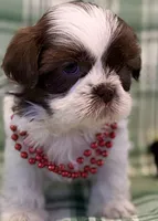 Fiona, a female Shih Tzu for sale in Goshen, NY – Photo 5 of 8