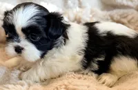 Lucy, a female Shih Tzu for sale in Goshen, NY – 4 of 5