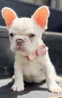 Ivy, a female French Bulldog for sale in Goshen, NY – 5 of 9