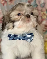Seamus, a male Shih Tzu for sale in Goshen, NY – Photo 3 of 7