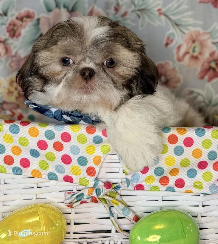 Seamus – Shih Tzu puppy for sale in Goshen, NY