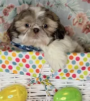Seamus, a male Shih Tzu for sale in Goshen, NY – Photo 1 of 7