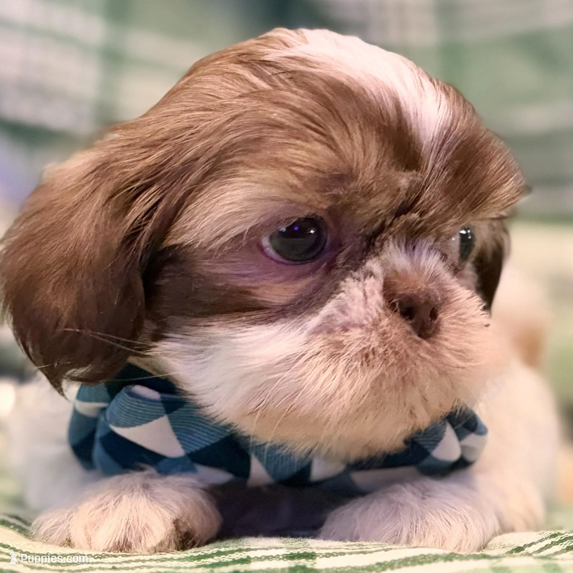 Seamus, a male Shih Tzu for sale in Goshen, NY – Photo 6 of 7